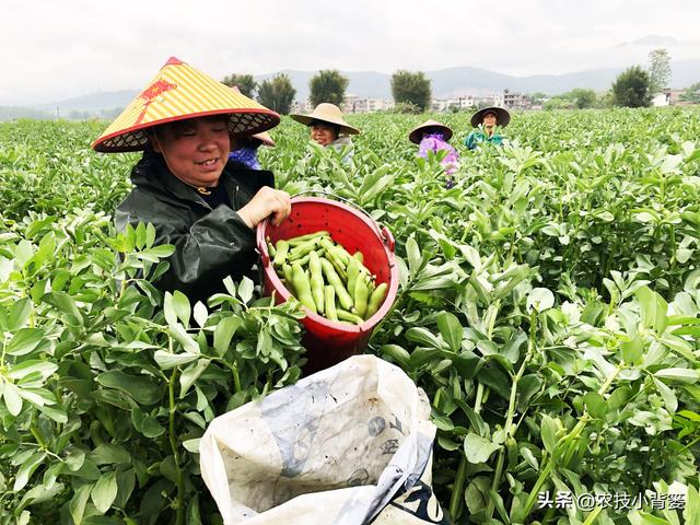 蚕豆如何种植管理才能长势更好、产量品质更高？重点抓好这7点