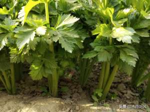 芹菜的种植方法和时间(芹菜什么时候播种最好？如何提高芹菜的出苗率？)