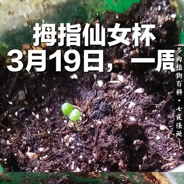 养多肉的平凡7年，谈谈播种心得！