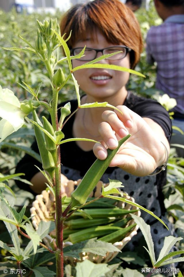 高手在民间，五分钟教会种秋葵，种植简单，明年吃秋葵不花钱！