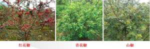 花椒的种植面积(「花椒分析」全国主要产区花椒栽培现状及主要品质对比分析)