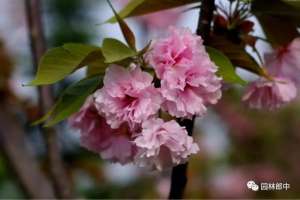 樱花树苗的种植方法(樱花根瘤病的预防及防治方法)