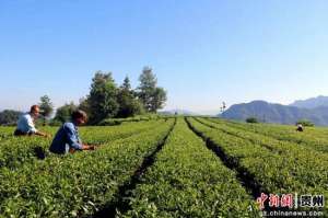 茶叶种植收益(贵州沿河：“废叶”变“金叶” 夏秋茶带动民众再增收)