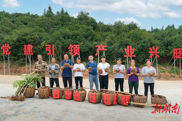 双节来临，会同的农户们跟我们分享魔芋丰收的喜悦