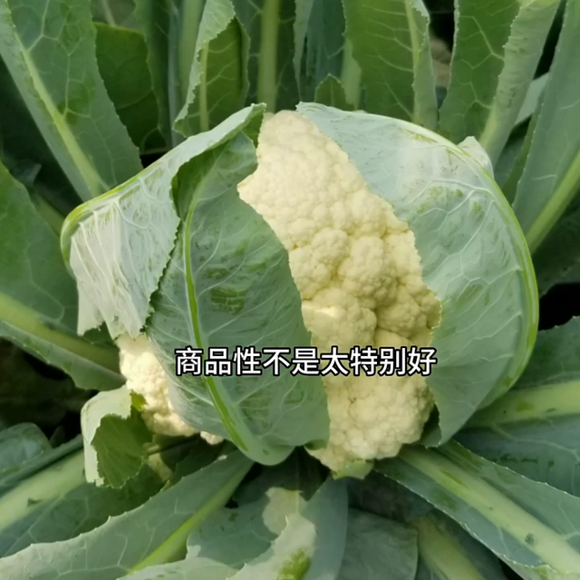 耐热早熟松花菜-珍玉松花60，花球洁白。上市早，行情好...