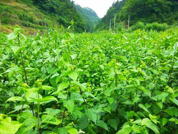 神仙叶凉粉苦尽凉来，开发特色山货有风险？山区农村尚不自知