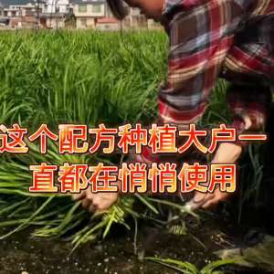 韭菜种植吧(韭菜种植#韭菜粗又壮)