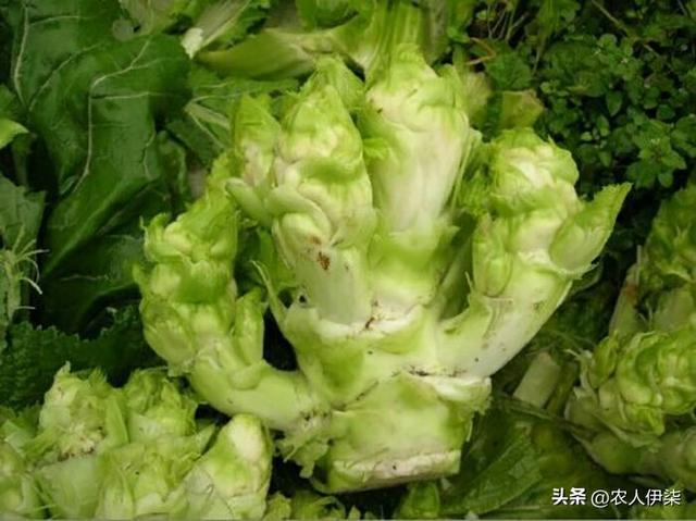 寒露以后还能种什么绿叶蔬菜？这五种蔬菜都可以种植