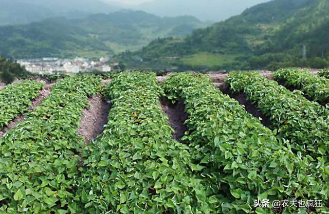 紫薯和红薯在种植方面有区别吗？种植紫薯有哪些方面需要注意？