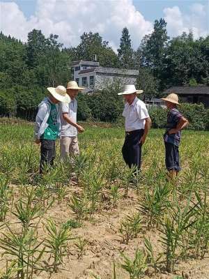 湖北生姜种植(全省生姜种植最大产区近50天未下大雨 来凤姜农连夜抗旱保苗)