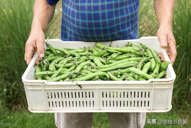 蚕豆如何种植管理才能长势更好、产量品质更高？重点抓好这7点