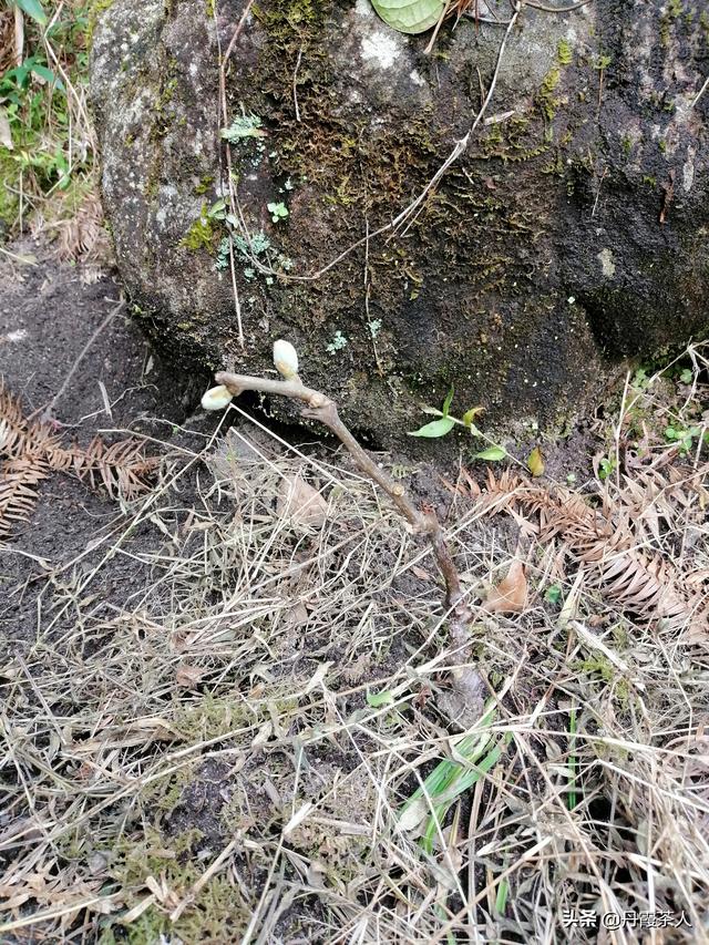 我的一亩三分地--广东地区猕猴桃、柑橘、百香果、小樱桃等种植