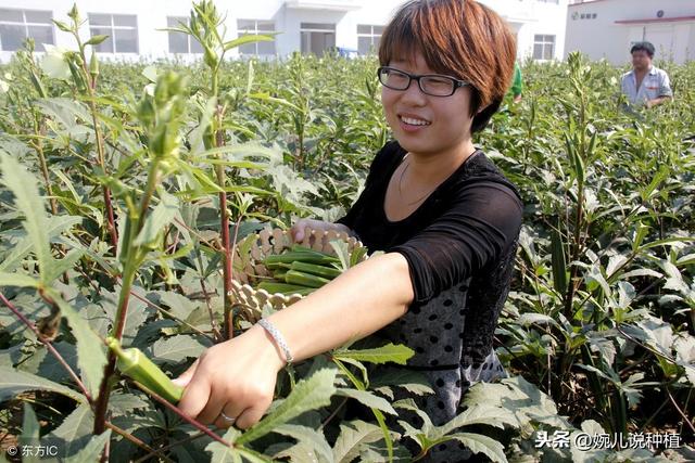 高手在民间，五分钟教会种秋葵，种植简单，明年吃秋葵不花钱！