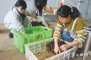 香椿芽种植基地(陆良县龙海乡万亩香椿种植基地：香椿采摘正当时)