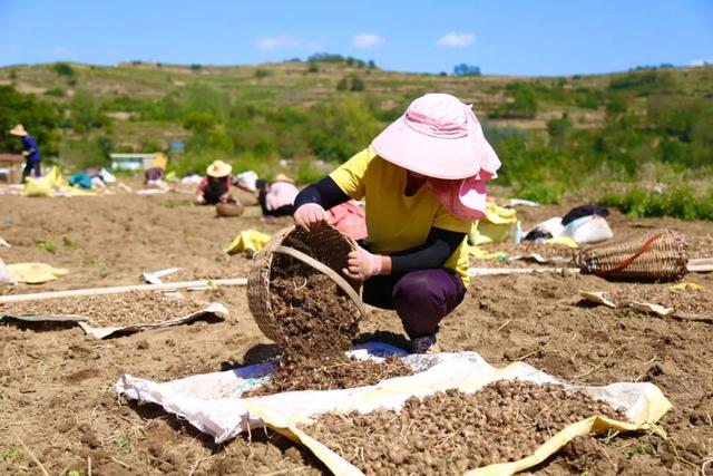 西和：2万余亩半夏喜丰收