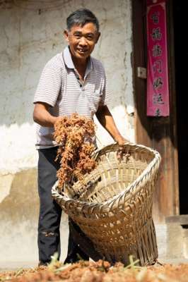 茅台种植高粱(助力乡村振兴，近百万亩茅台酒用高粱基地为15万农户增收)