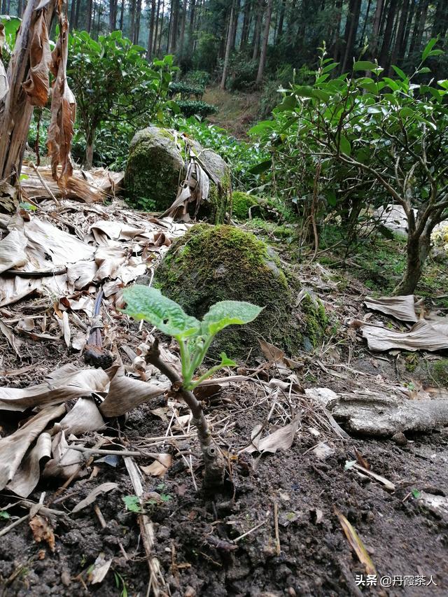 我的一亩三分地--广东地区猕猴桃、柑橘、百香果、小樱桃等种植