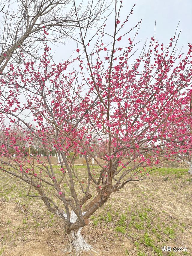 这8种观花丛生苗，在北方最畅销