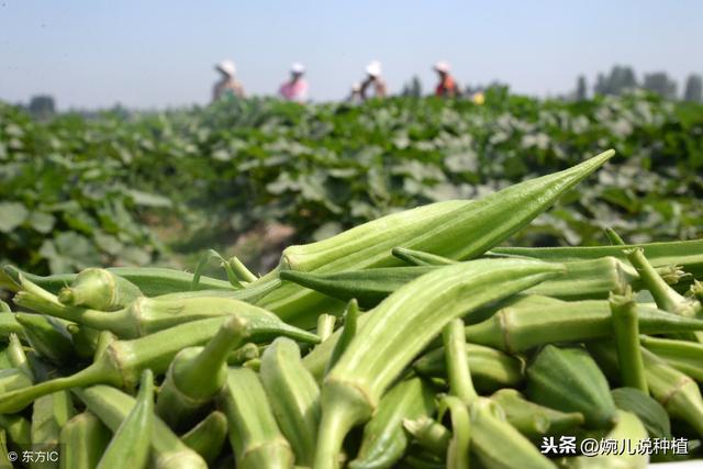 高手在民间，五分钟教会种秋葵，种植简单，明年吃秋葵不花钱！