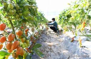 晚辣椒什么时候种植(西红柿、辣椒、茄子管理要的是三晚，秧苗壮结果多，很少有人知道)