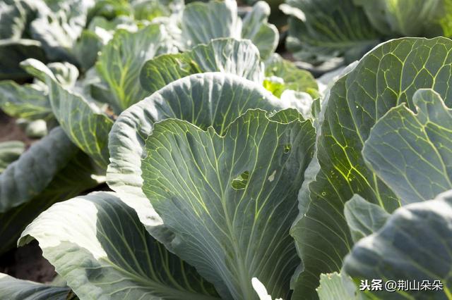 「干货」山区反季节包菜，掌握种植关键，错峰上市，经济效益提高