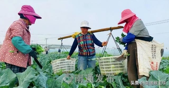 蔬菜田里“长”出富民产业链！如东大豫镇联农带农共谱致富经