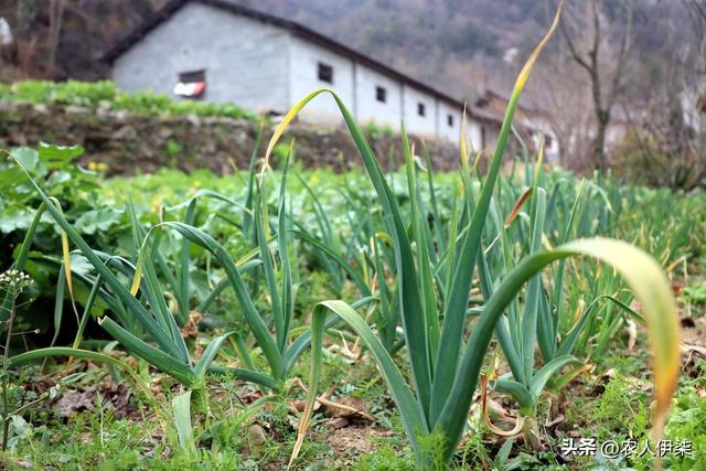 寒露以后还能种什么绿叶蔬菜？这五种蔬菜都可以种植