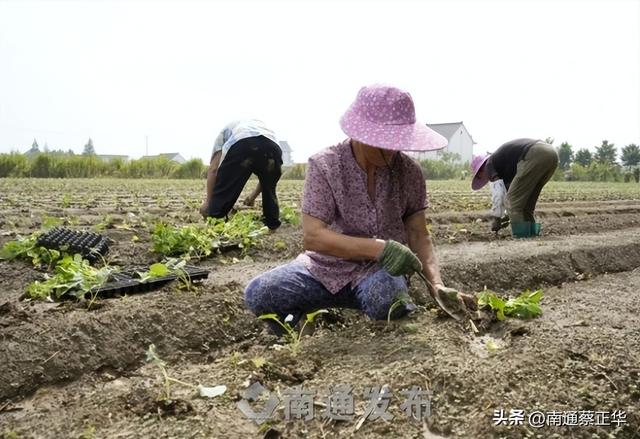 蔬菜田里“长”出富民产业链！如东大豫镇联农带农共谱致富经