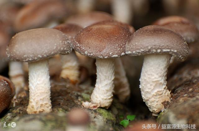 香菇种植技术要点分析，益生菌如何运用