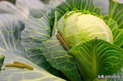 「干货」山区反季节包菜，掌握种植关键，错峰上市，经济效益提高