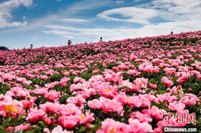 甘肃古浪：夏日千亩芍药花竞相绽放