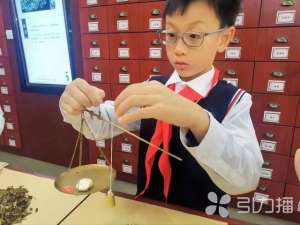 白芥子种植(苏州这所小学里，有一家“中药铺”)