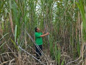 广西甘蔗种植基地(广西崇左：甘蔗里的“甜蜜故事”)