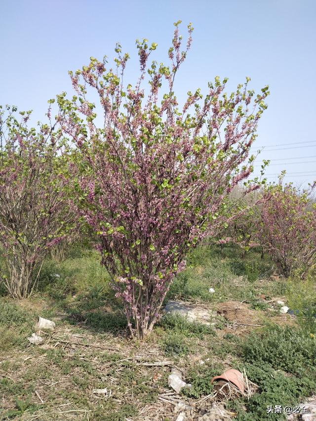 这8种观花丛生苗，在北方最畅销