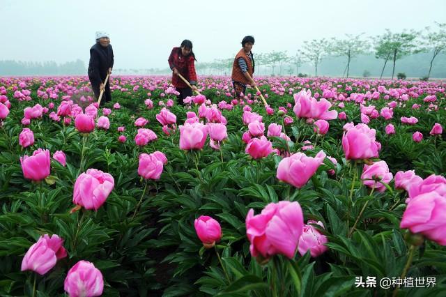 怎样种植芍药？掌握技巧“七要点”，芍盲也能变高手