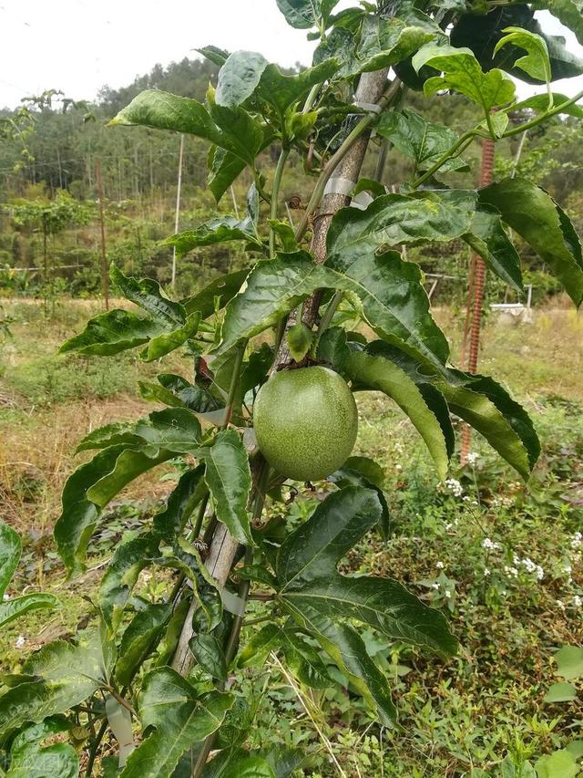 阳台种棵百香果，7天就发芽，3个月长成大植株！