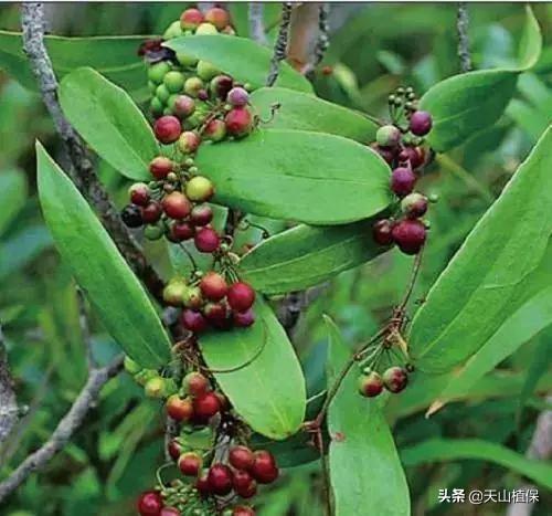 种植金银花、铁皮石斛、茯苓和白术栽培管理技术