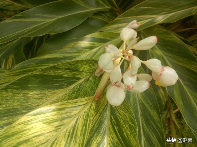 叶片宽大，色彩绚丽迷人，花蕾白色顶冠红，极好观叶植物-艳山姜