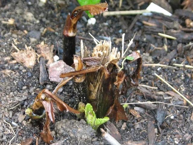 用块茎来栽种的大丽花，种地里每年夏天都会花开灿烂