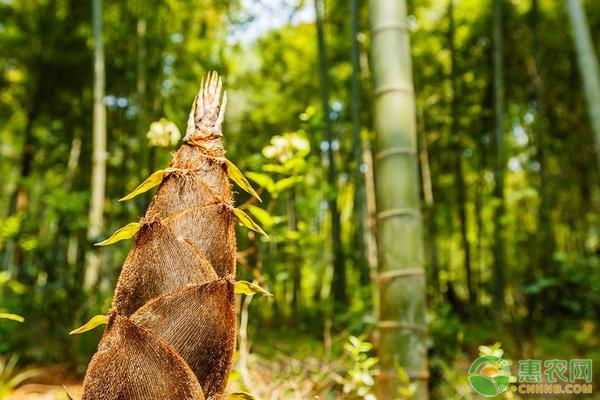 雷竹如何种植能高产？掌握这五大要点就可以