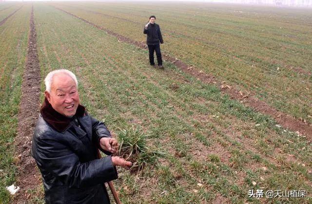 种植金银花、铁皮石斛、茯苓和白术栽培管理技术