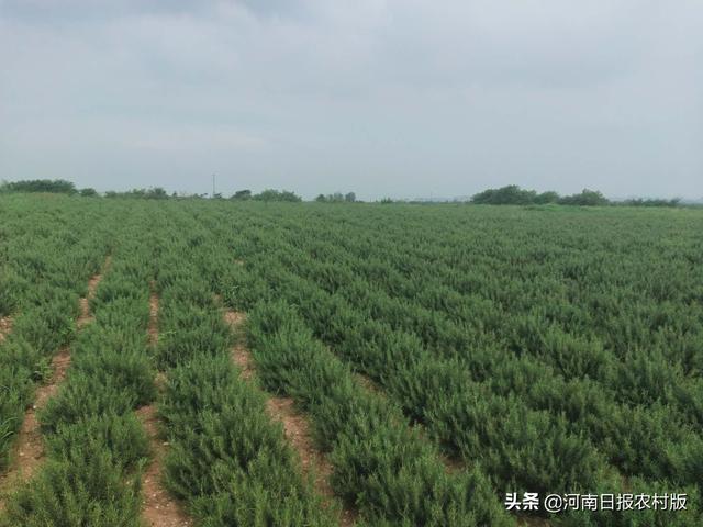 靠谱!禹州市顺店镇北任庄村种植迷迭香，香飘致富路