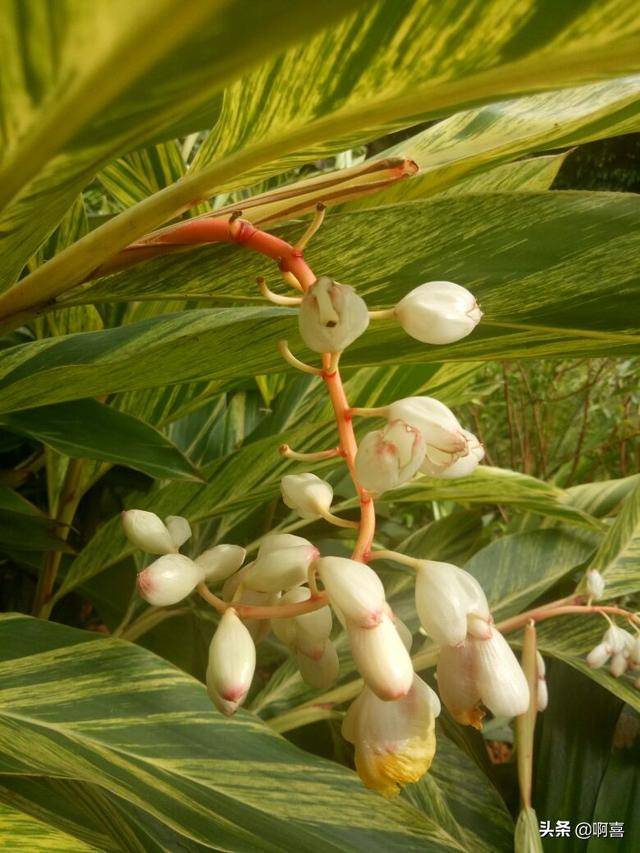 叶片宽大，色彩绚丽迷人，花蕾白色顶冠红，极好观叶植物-艳山姜