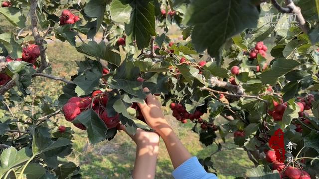 千城百县看中国｜山东临朐： 最是十月山楂红 硕果累累丰收情