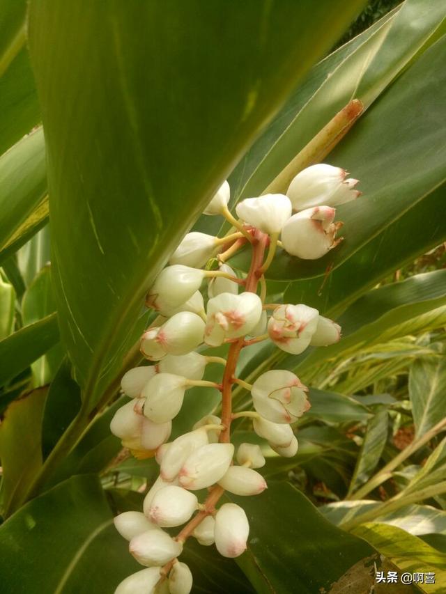 叶片宽大，色彩绚丽迷人，花蕾白色顶冠红，极好观叶植物-艳山姜