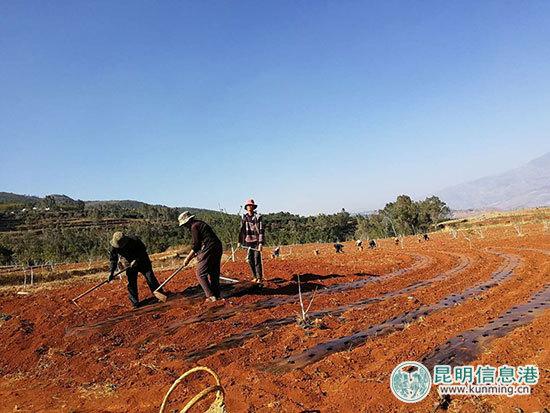 康美药业东川中药材种植扶贫项目启动 培训会在乌龙镇召开