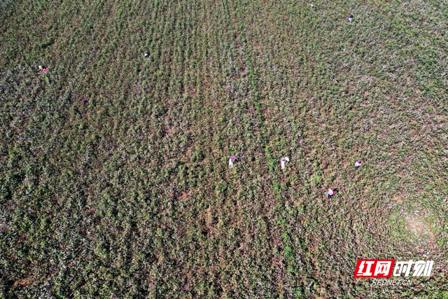 澧县官垸镇：万亩棉花朵朵开 “朵絮归仓”好“丰”景