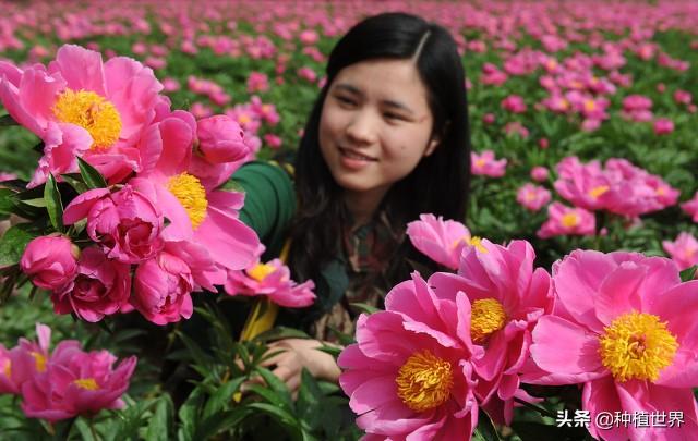 怎样种植芍药？掌握技巧“七要点”，芍盲也能变高手