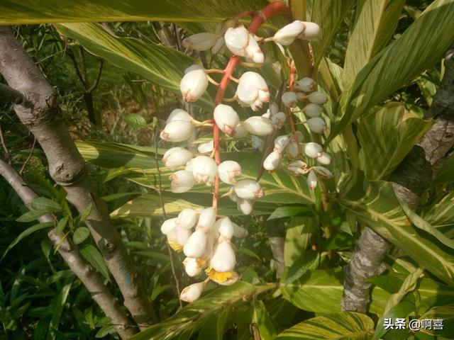 叶片宽大，色彩绚丽迷人，花蕾白色顶冠红，极好观叶植物-艳山姜