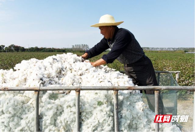 澧县官垸镇：万亩棉花朵朵开 “朵絮归仓”好“丰”景